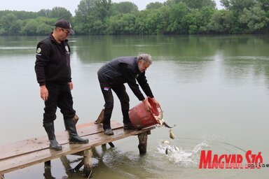 A halivadékokat az adai Tisza-parti strandon engedték bele a folyóba (Fotó: Csincsik Zsolt)