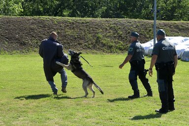 A Borisz nevű járőrkutya bemutató közben (Fotó: MTI)