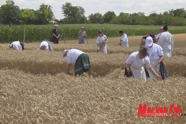 Dőlnek a rendek, dolgoznak a csapatok a szenttamási rendezvényen (Fotó: Bognár Róbert)