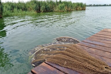 A Palics Ludas Közvállalat a szelektív lehalászással többek között az ezüstkárász számát csökkenti