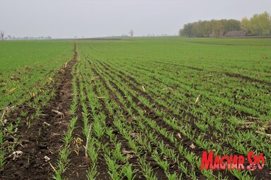 A későbben bevetett parcellákon háromleveles állapotban vannak a növények, a korábban elvetett parcellákon pedig már megindult a bokrosodás is