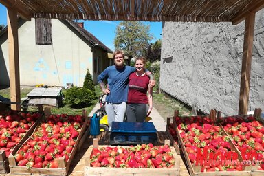 Ha Endre és Anna kirakja az epret a kapuba, a gyümölcs lekerül a szomszédos üzlet polcairól (Fotó: Fehér Rózsa)