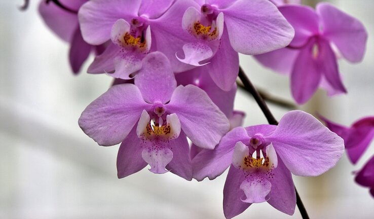 Orchidea (Pixabay)