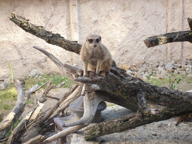 A május elsejei ünnepek alatt Palicsra látogató családok egyik legkedveltebb programja a Palicsi Állatkertben tett látogatás. 