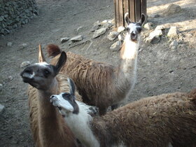 A május elsejei ünnepek alatt Palicsra látogató családok egyik legkedveltebb programja a Palicsi Állatkertben tett látogatás. 